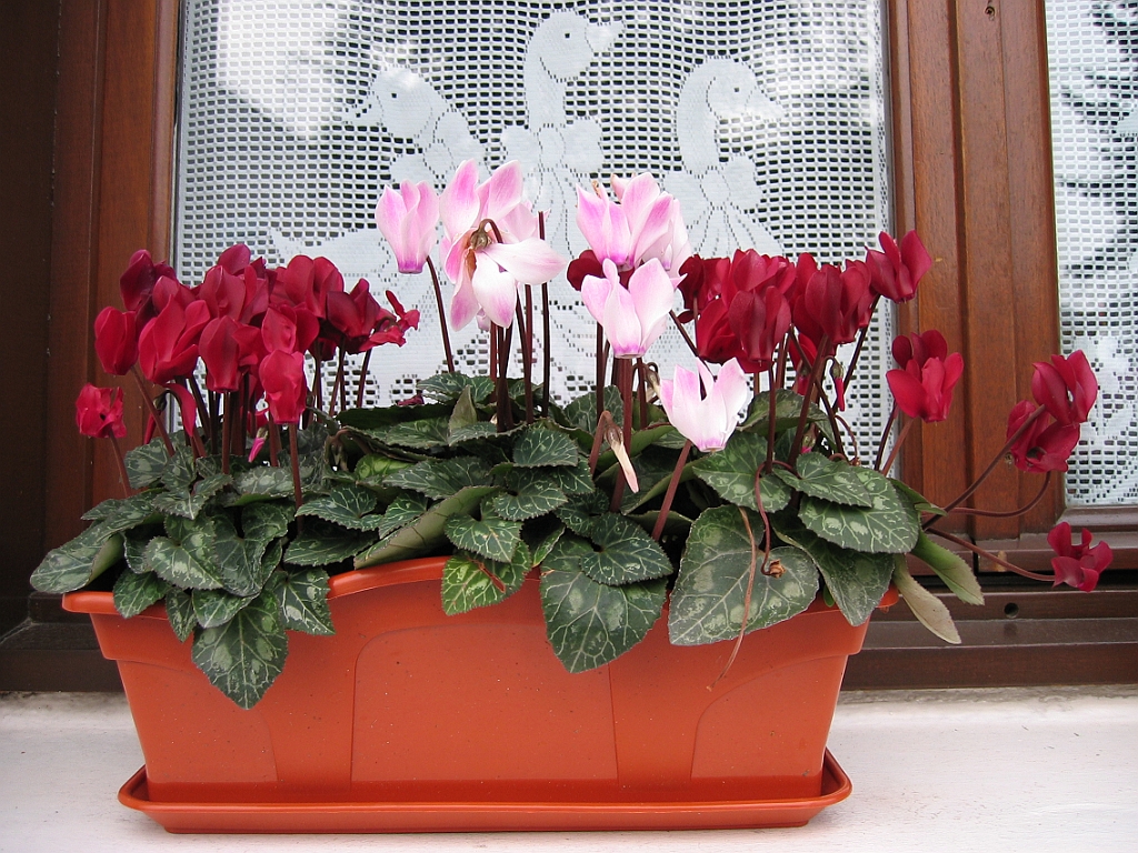 Cyclamens 03.jpg